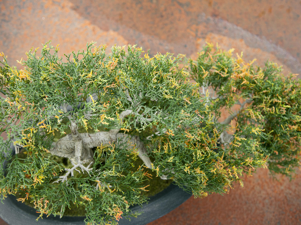 Europalms Bonsai-Zeder, Kunstpflanze, 40cm – Ansicht 4