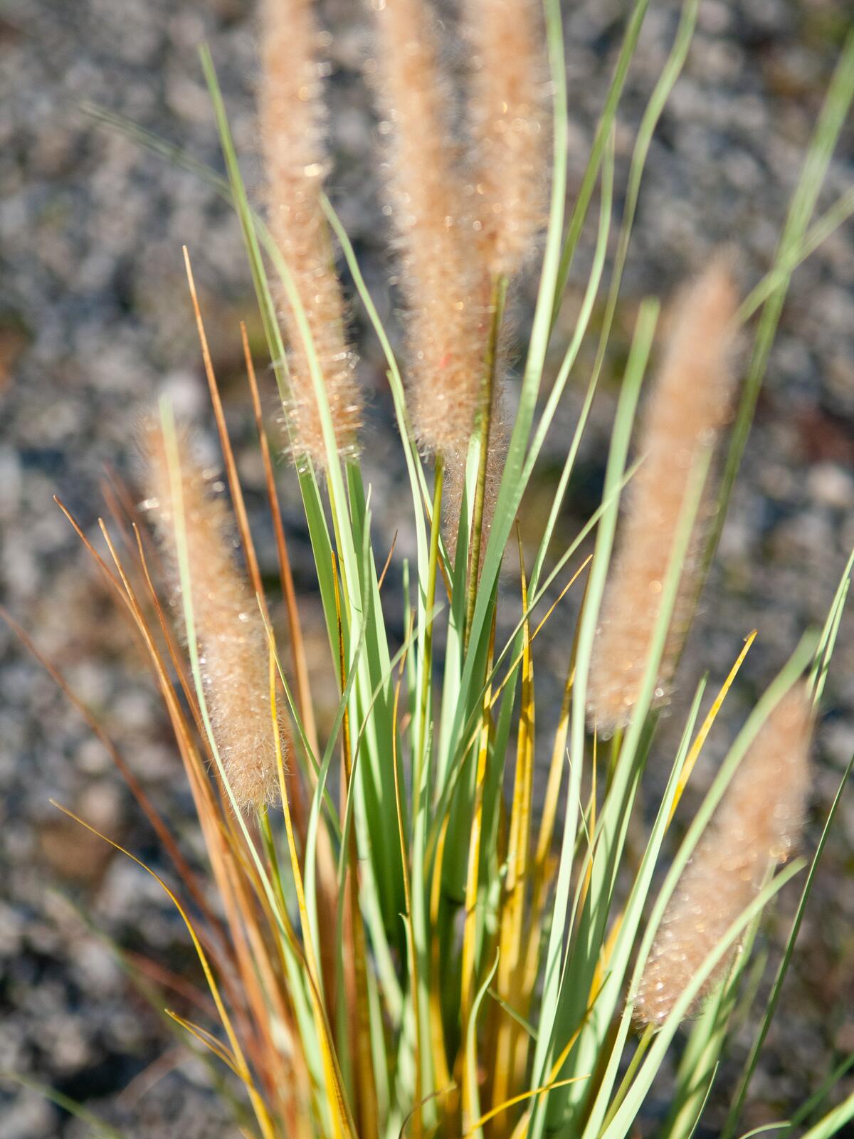 Europalms Lampenputzergras, künstlich, 120cm – Ansicht 4