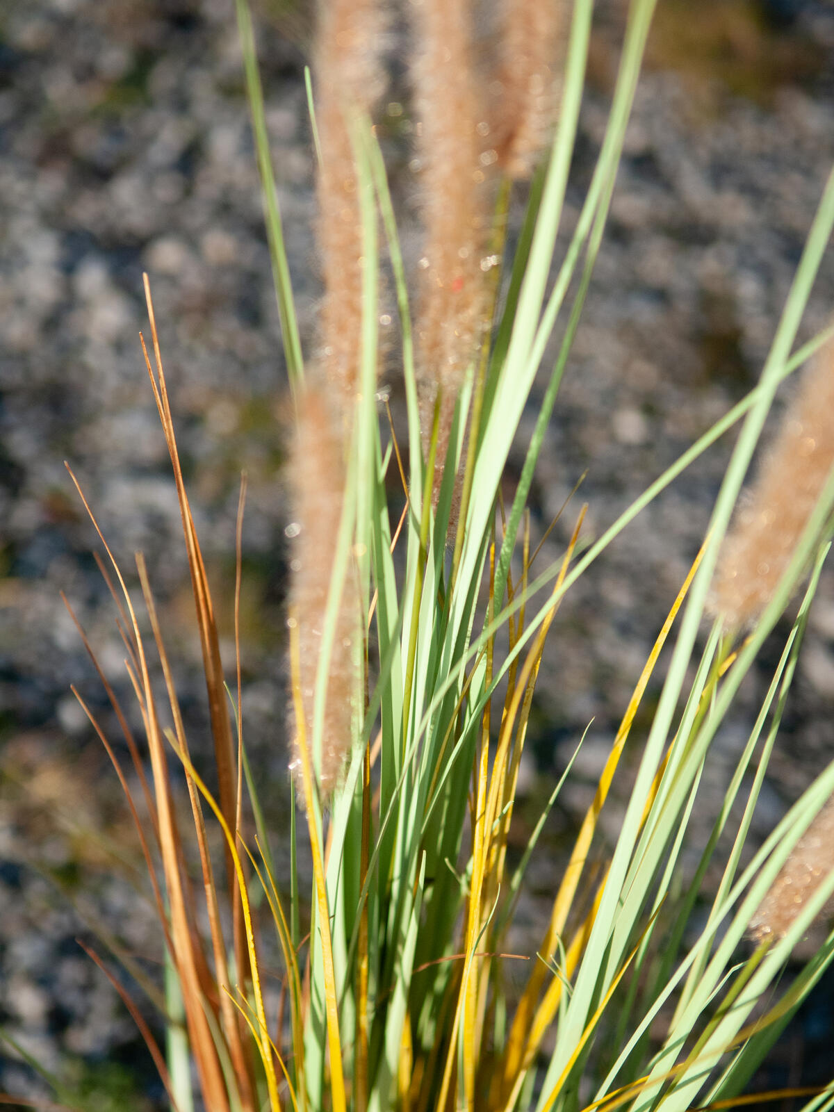 Europalms Lampenputzergras, künstlich, 120cm – Ansicht 5