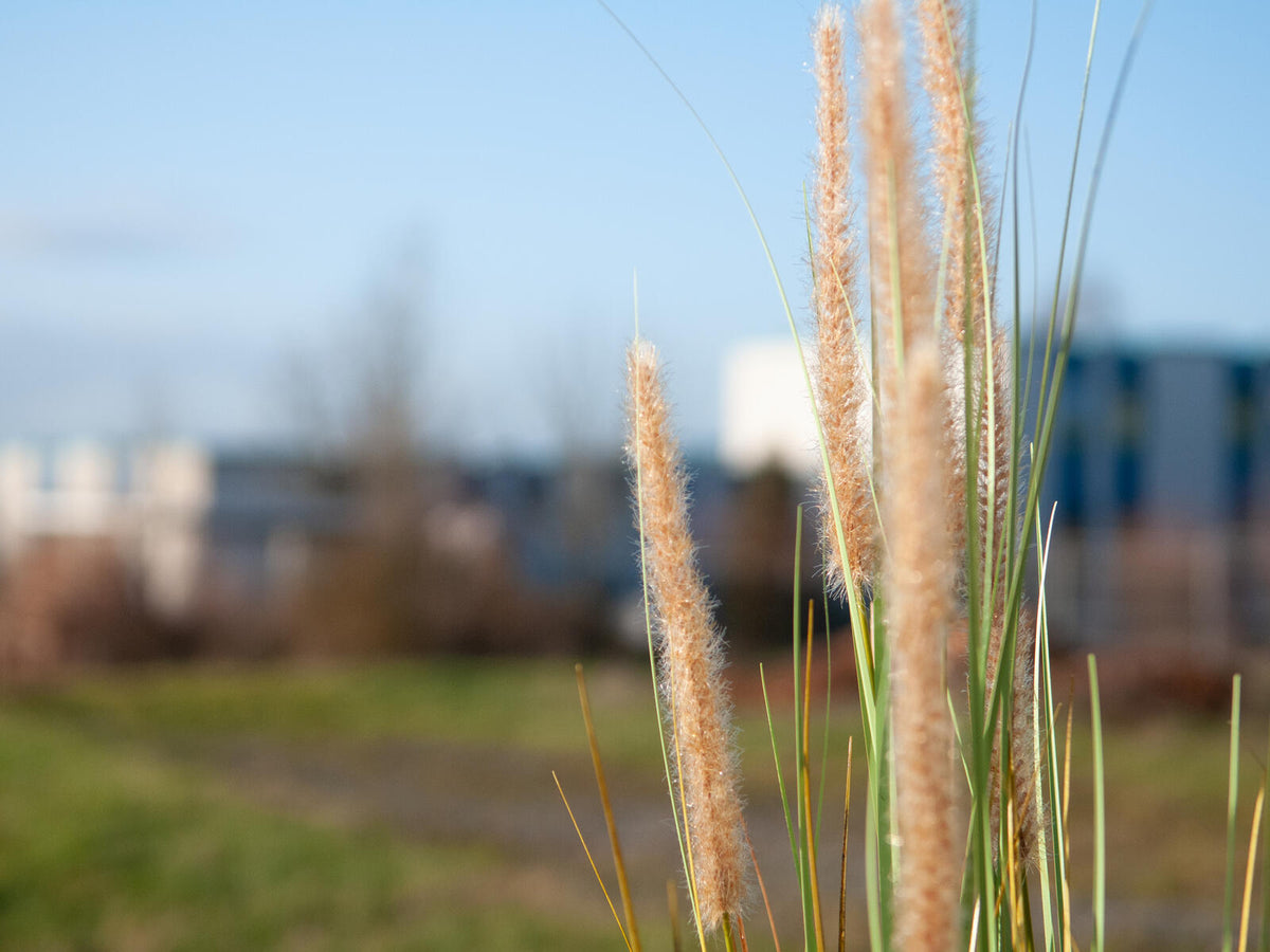 Europalms Lampenputzergras, künstlich, 120cm – Ansicht 6