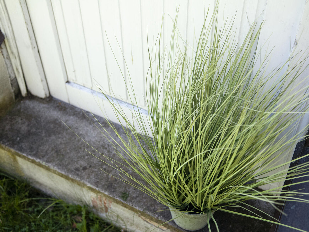 Europalms Ziergras, künstlich, 65cm – Ansicht 8