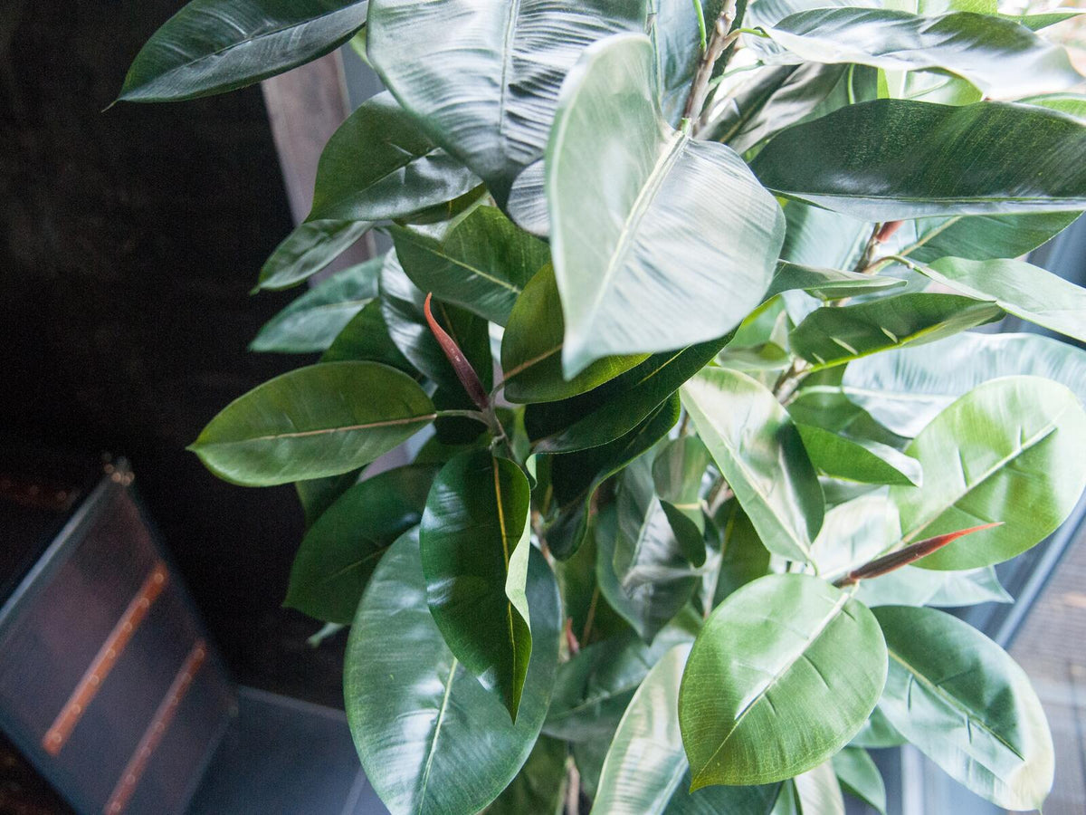 Europalms Gummibaum, Kunstpflanze, 120cm – Ansicht 3