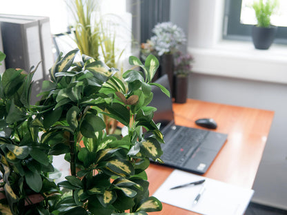 Europalms Schefflera, künstlich, 120cm – Ansicht 4