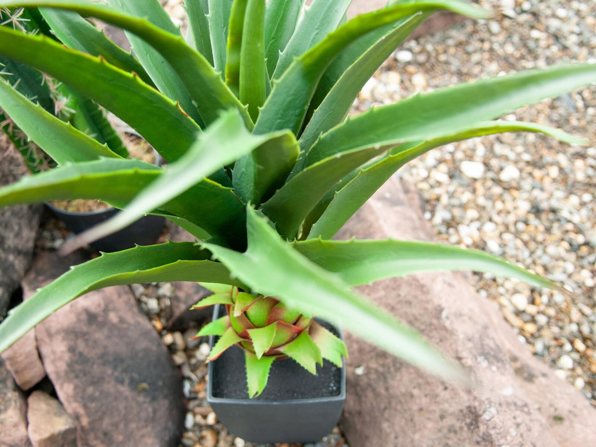 Europalms Agave im Topf, Kunstpflanze, 75cm – Ansicht 4