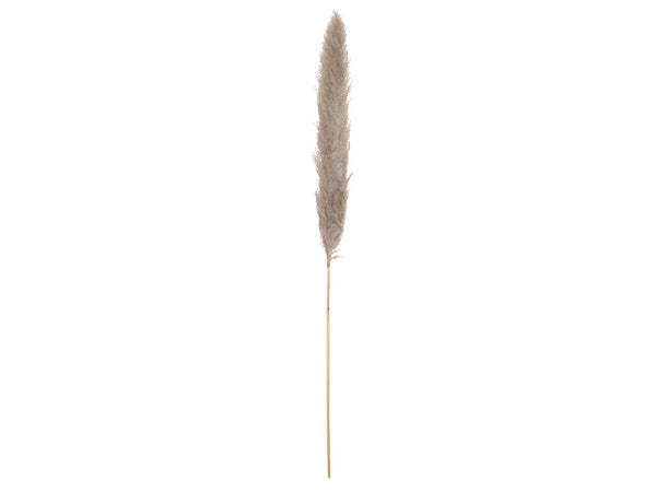 Jolipa Pampasgras Zweig, getrocknet, natur, 137cm