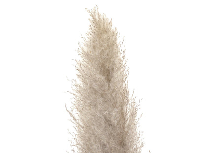 Jolipa Pampasgras Zweig, getrocknet, natur, 137cm – Ansicht 3