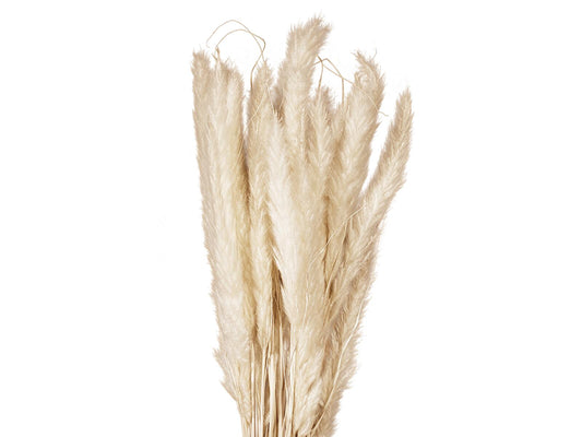 Jolipa Pampasgras Halm Bündel, getrocknet, natur, 75cm – Ansicht 2