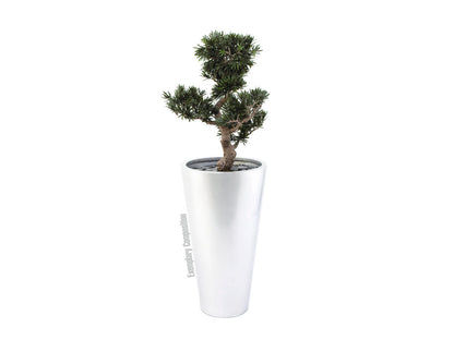 Europalms LEICHTSIN ELEGANCE-69, silber, glänzend – Ansicht 2