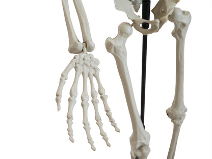 Europalms Halloween Skelett, stehend, 150 cm – Ansicht 2
