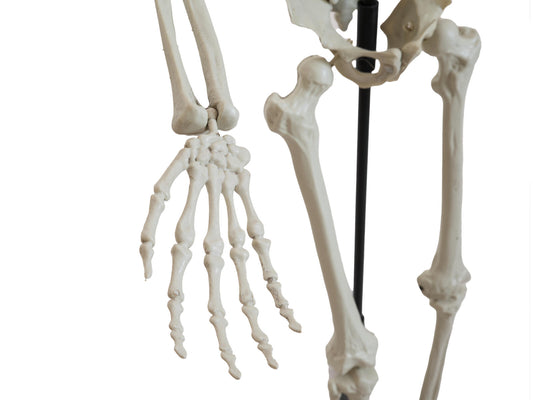 Europalms Halloween Skelett, stehend, 150 cm – Ansicht 2