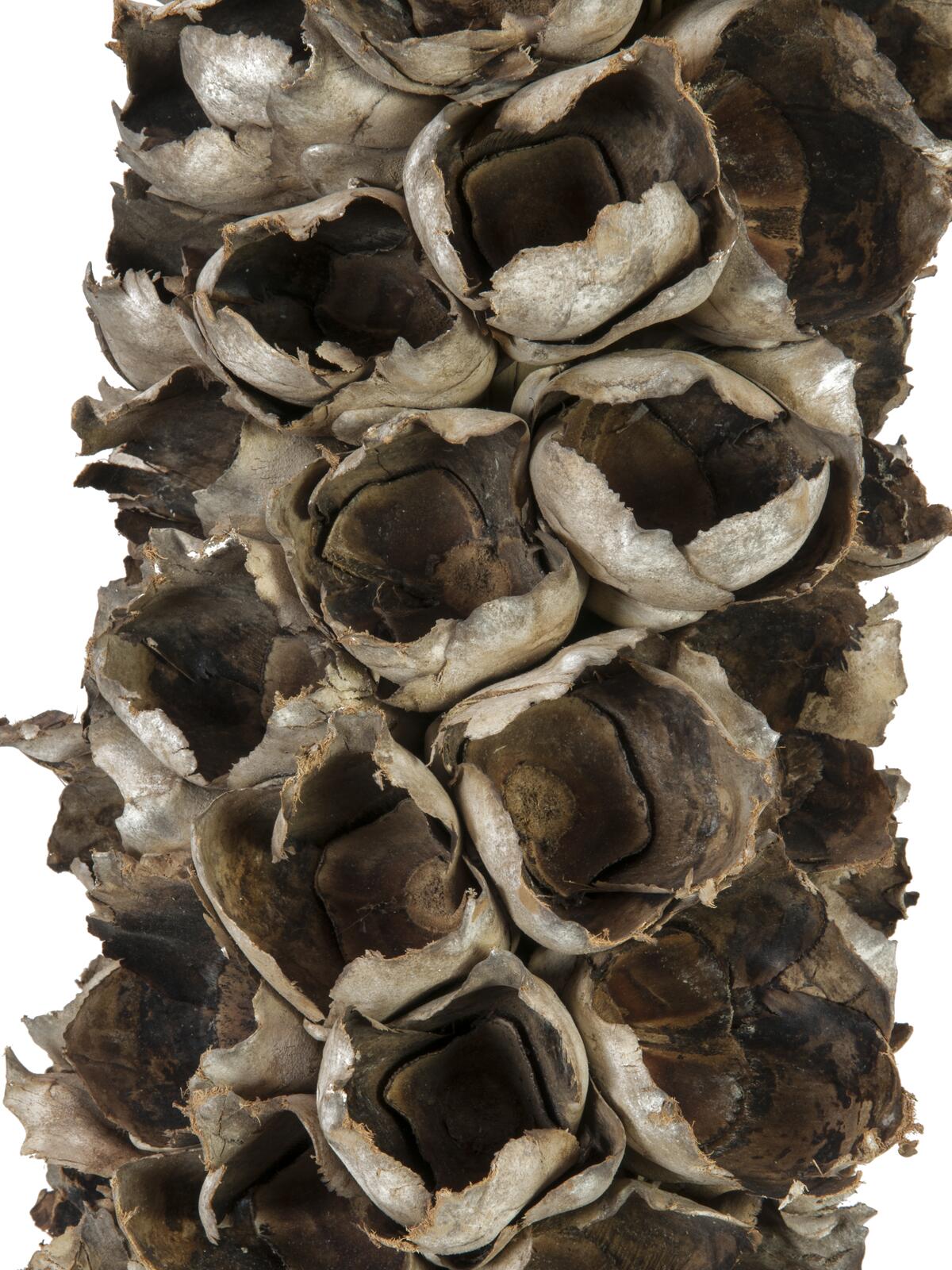 Europalms Cacho Coco ca. 120-190cm – Ansicht 2