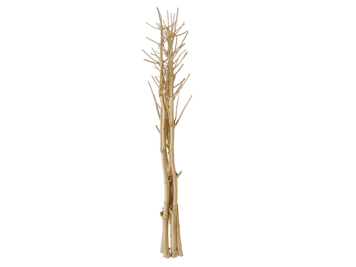 Europalms Fenchelbund, getrocknet, gold, 160cm